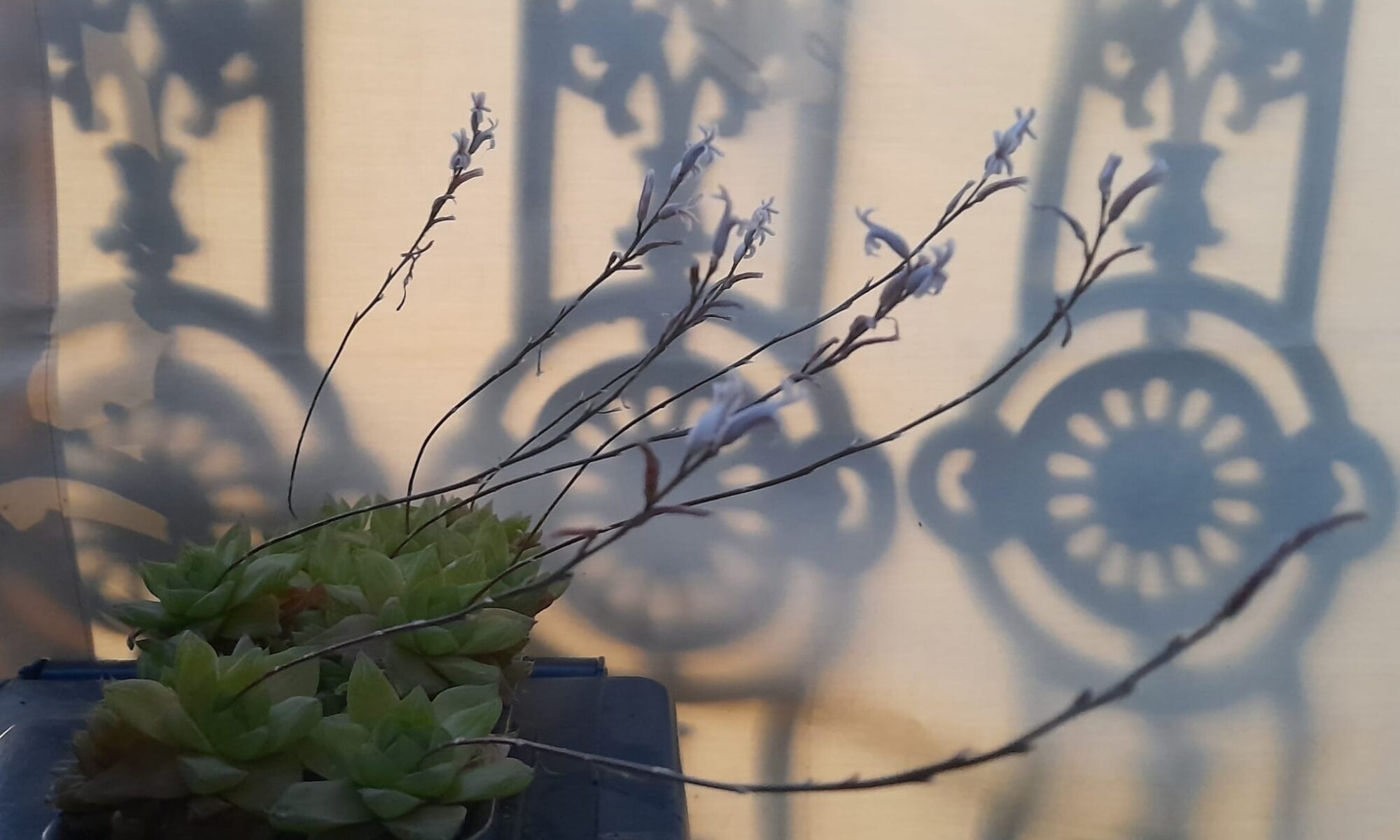 Transpersonale Stefania Calesini Oltre la Montagna